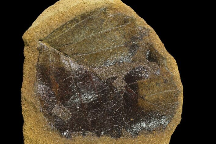 Cretaceous Fossil Leaf (Viburnum) - Kansas #136443